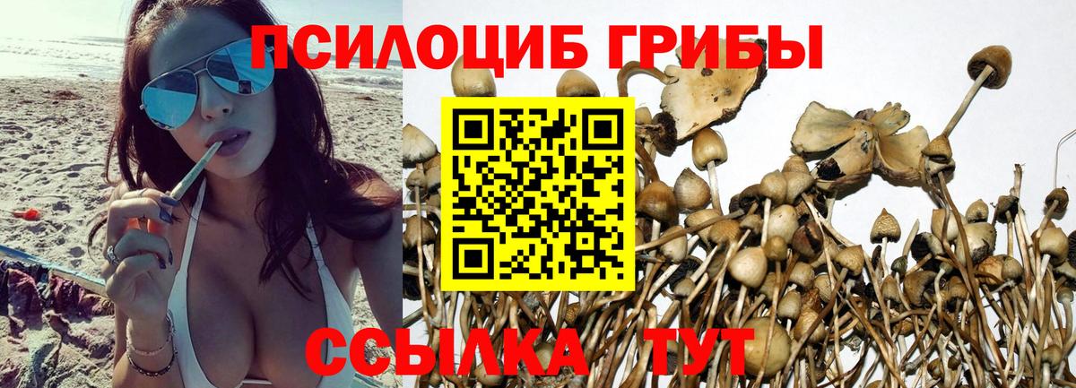 Псилоцибиновые грибы Psilocybine cubensis Орск
